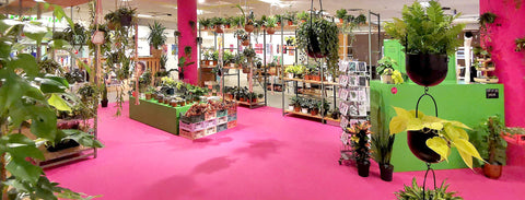 PFLANS – unsere grüne Schwester