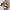 Haarklammer 'Ava' – tortoise Jona the Label