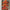 Haarklammer 'Matilda' – sunset Jona the Label