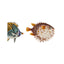 Washi Tape 'Fische/Tropical' jungwiealt