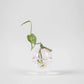 Vase 'Flower Bubble' – rosa Studio About